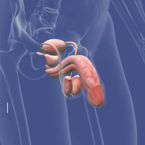 ProstaVital